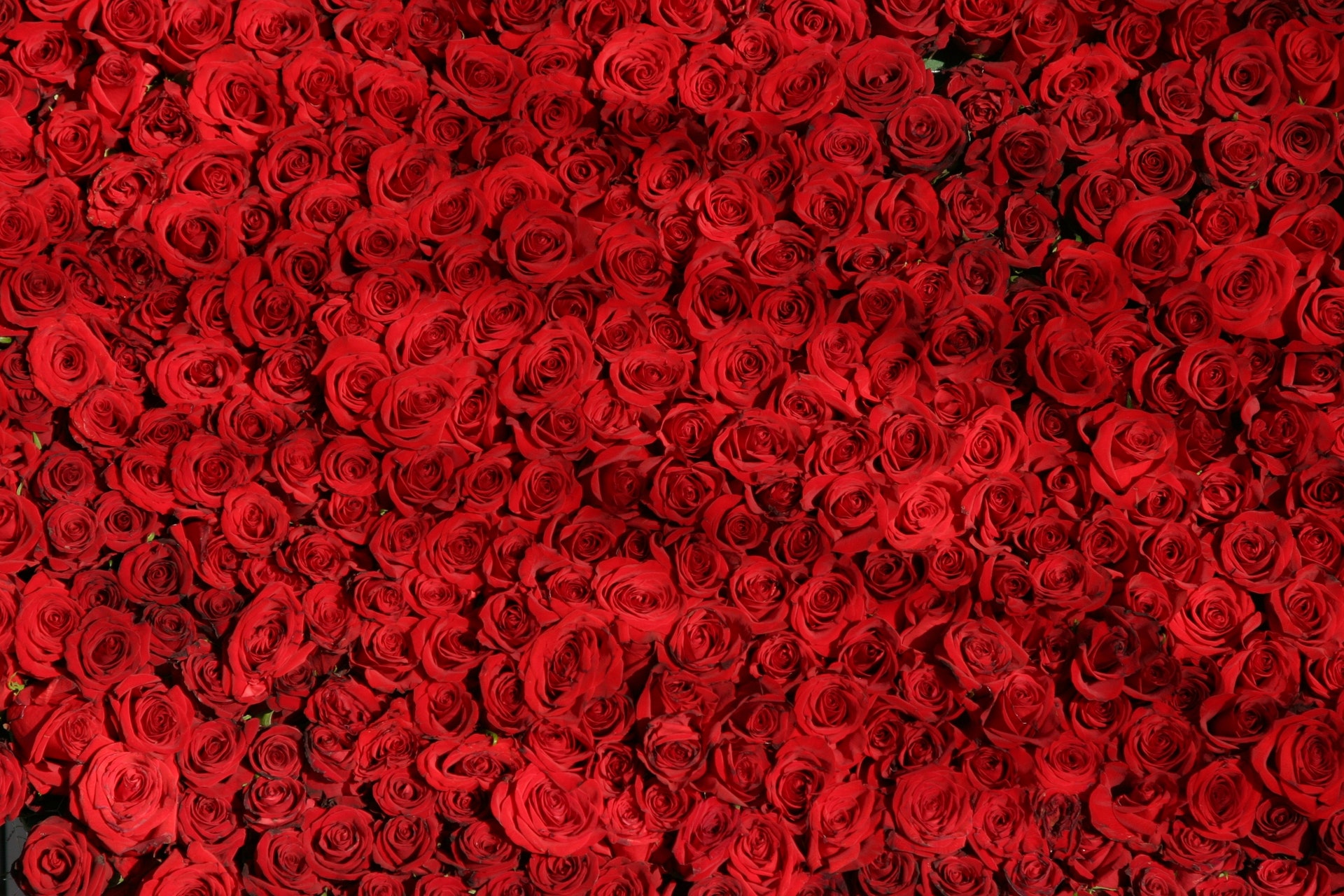 rose-roses-flowers-red-54320