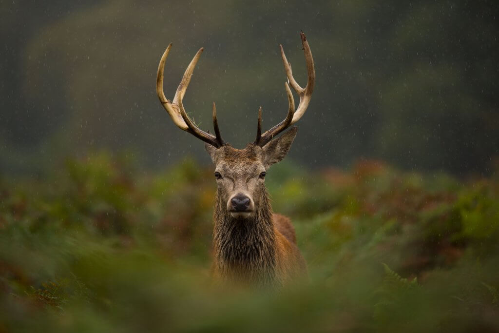 Glenapp Castle nature