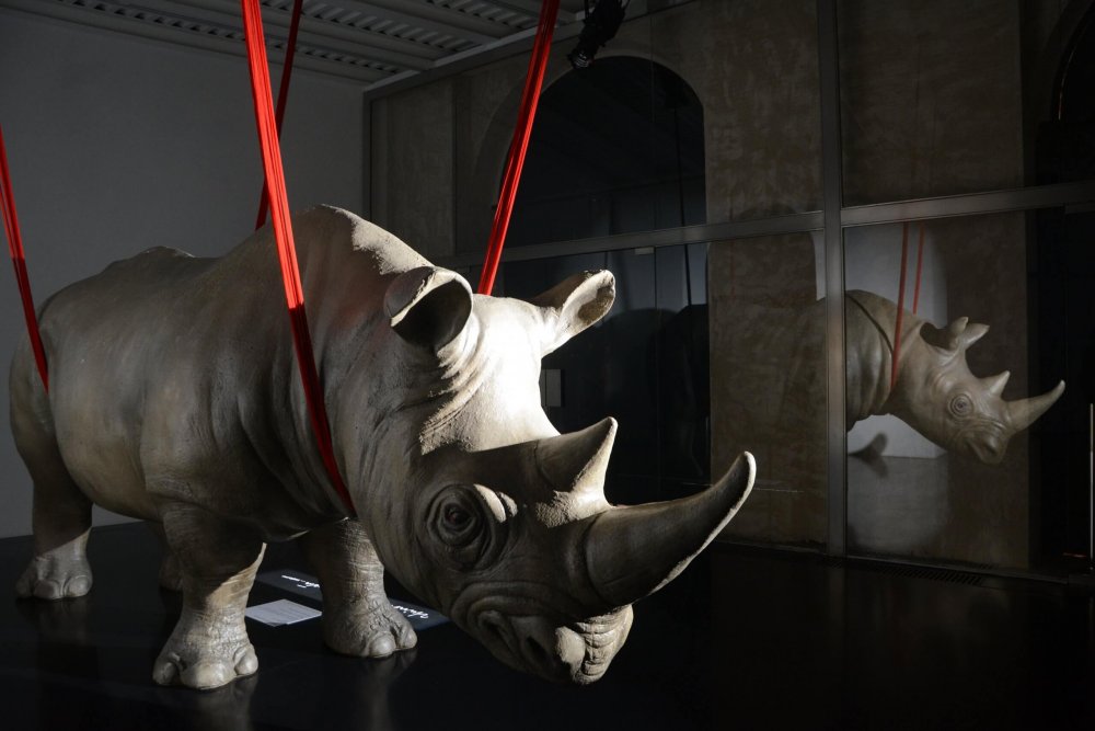 rhinoceros gallery – installazione Rhinoceros apud Saepta – di Raffaele Curi – foto Pino Le Pera DSC_5679